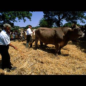 S'Incurgia (la trebbiatura)