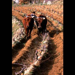 Aratura di un vigneto